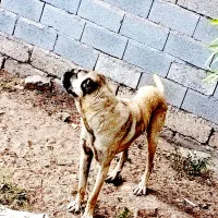 سگ سرابی اصل|سگ|اردبیل, |دیوار