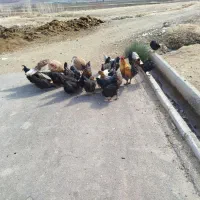 مرغ و بوقلمون