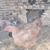 مرغ خروس و جوجه گلین برهما|حیوانات مزرعه|سیرجان, |دیوار