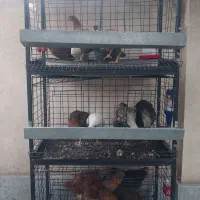 قفس 3 طبقه مرغ تخم گذار