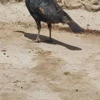 بوقلمون ماده