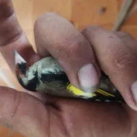 سهره|پرنده|چالوس, |دیوار