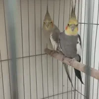 فروش جفت طوطی|پرنده|ارومیه, |دیوار