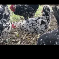 تخم مرغ گلین