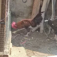 خروس
