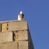 کبوتر  طوقی|پرنده|ایوان, |دیوار
