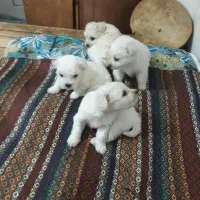 دو عدد سگ گم شده نرماده