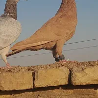 سلام کبوتر شرت دور بیا دورش میدم بعد ببر|پرنده|اهواز, زیتون کارگری|دیوار