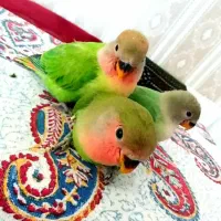 شهر پرندگان کاسکو گیرین سنگال راهب خورشیدی لوری|پرنده|تهران, جیحون|دیوار