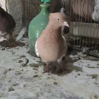 جفت کله و سینه کبوتر|پرنده|شیراز, شریفآباد|دیوار