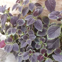 گل حسن یوسف