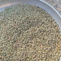 عدس سفید دیم درجه یک امسال و خوش پخت