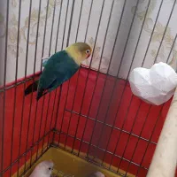 پابلو برزیلی|پرنده|اسلامآباد غرب, |دیوار