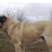 توله سگ