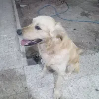 گلدن ریتریو. تماس