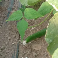 خیار سبز|خوردنی و آشامیدنی|تهران, امام زاده عبدالله|دیوار