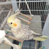 جفت عروس هلندی بالغ جوجه گرفتم معاوضه با قناری|پرنده|صدرا-فارس, فاز ۱|دیوار