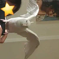 عروس هلندی سفید (البینو )|پرنده|تهران, امام زاده عبدالله|دیوار