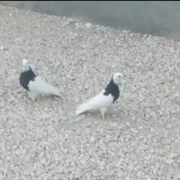 کبوتر