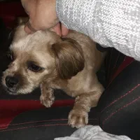 سگ شیتزو تربر