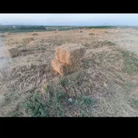کولش آرپا