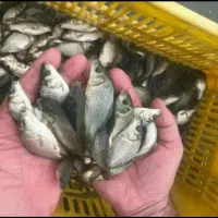 بچه ماهی آمور و کپور وفیتیفاک