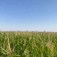 ذرت علوفه ای