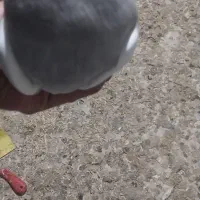 طوقی|پرنده|کبودرآهنگ, |دیوار