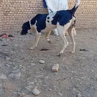 سگ خراسانی