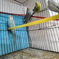 مرغ عشق خوش رنگ و خوش ذات و خوش قیمت