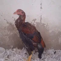 خروس لاری اصیل افغانستان