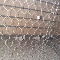 طوقی