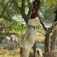 بز دورک باکستانی و بوئر با کهره نر