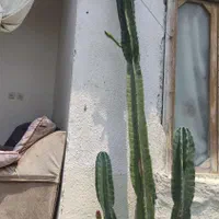 فروش فوری گل کاکتوس چند ساله