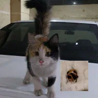 واگذاری فقط به فرد حیوان دوست