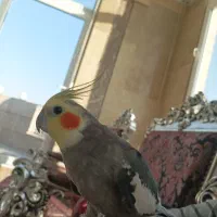 عروس هلندی|پرنده|مشهد, شهرک لشکر (شهرک غرب)|دیوار