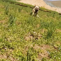 سگ سرابی|سگ|کنگاور, |دیوار