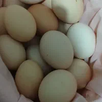 تخم مرغ محلی