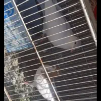 13تاکفتر صید