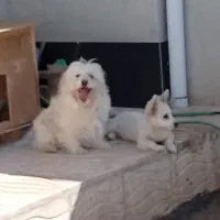 روباهی و اشپیتز