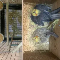 عروس هلندی با چهار جوجه