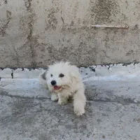 پا کوتاه|سگ|اشتهارد, |دیوار