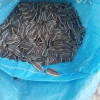 تخمه و خشکبار|عمده‌فروشی|اسفرورین, |دیوار