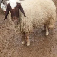 قوچ  سنجابی|حیوانات مزرعه|سرپل ذهاب, |دیوار