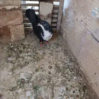 کرباتی ماده