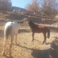 با سلام دو رس اسب خوب نژاد دار