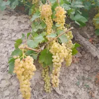 کشمش مخصوص آبگیری|خوردنی و آشامیدنی|لاهیجان, کوی آزادگان|دیوار