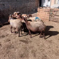 گوسفند داشتی|حیوانات مزرعه|هرسین, |دیوار