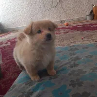 توله سگ پاکوتاه