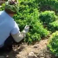 سبزی خشک درجه یک